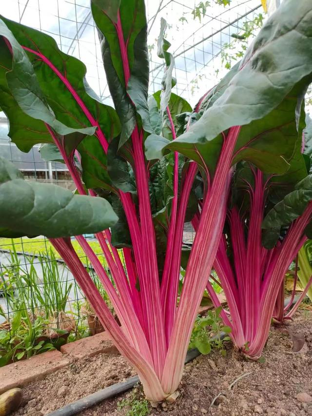 牛皮菜根里的牛皮是什么，牛皮菜的根是什么样的（这样的牛皮菜你们见过吗）