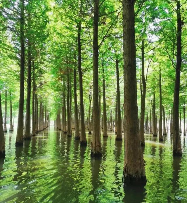 昆明一日游最佳景点一览表，昆明32个最适合一日游的免费景点（四季如春的昆明很适合旅游）