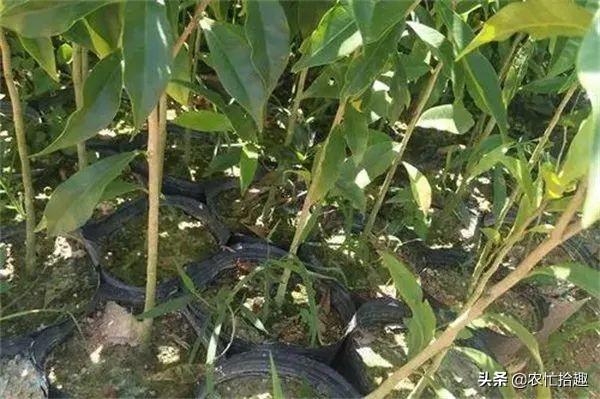 沉香种植方法与技术，沉香种植方法与技术（号称种5年赚5万）