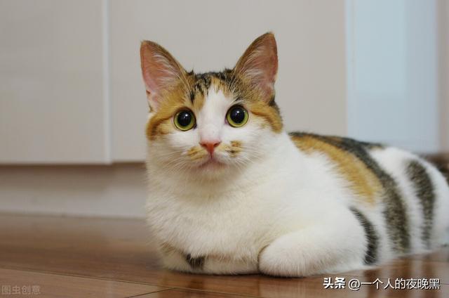 矮脚猫曼基康怎么养，曼基康矮脚猫（<新手养猫不会选品种的看过来>）