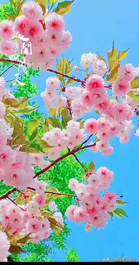 适合发心情的图片   赏图愉快哦:），关于发心情的图片（鲜艳欲滴的花朵）