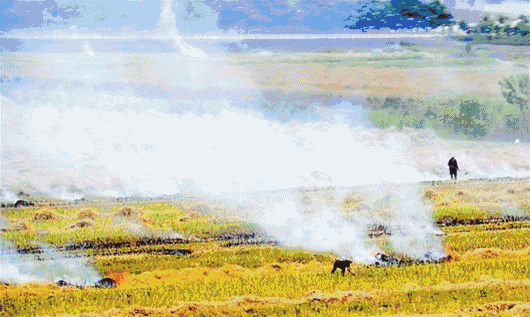 禁止烧秸秆是谁提出来的，不能烧秸秆是谁提出来的（秸秆焚烧：沿袭千年的农业习俗）