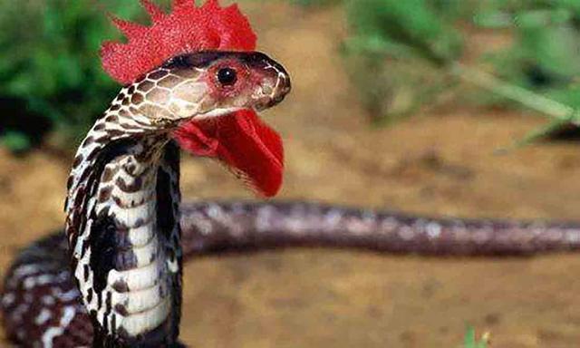 什么蛇是保家蛇,保家蛇是什么颜色(鸡冠蛇,家蛇,香蛇真的存在吗)