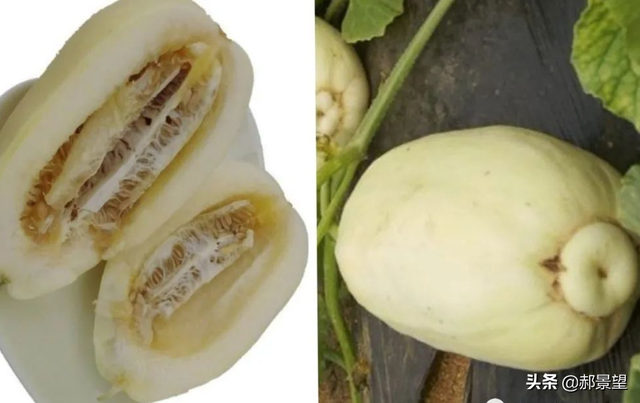 梨瓜怎么吃，西瓜能怎么吃（马腾驰//白兔娃梨瓜）