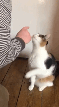 timi是什么意思，timi中是什么意思（“养了一只患有听力障碍的小猫咪）