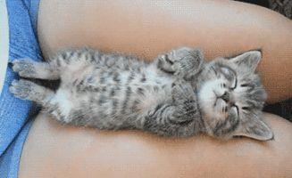 女生梦到猫是什么意思，彻底了解猫的睡眠机制（女生梦到猫是什么意思预兆）