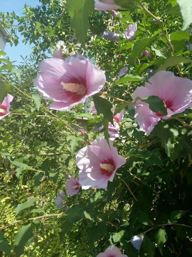 木菊花的养殖方法，菊花的养殖方法与注意事项（幽幽木菊花）