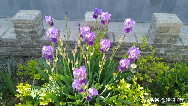 欻这个字什么意思，欻这个字什么意思昂（含义和用法举例）