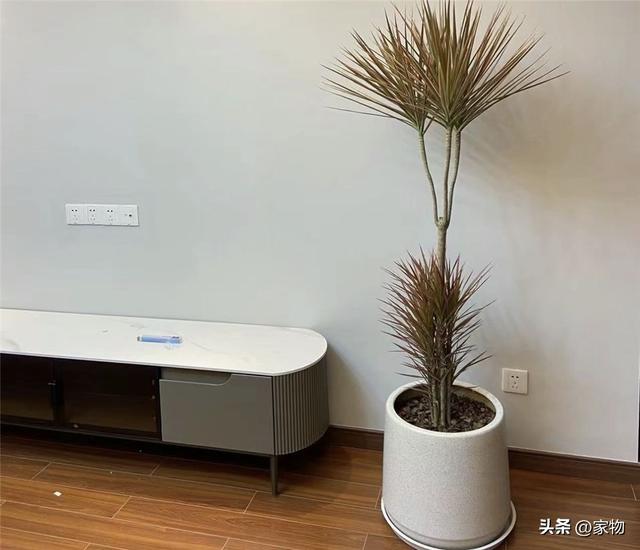 10种好看的鸟，这8种造型又漂亮又好养