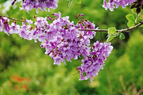 春天开的常见的花，春天的花有哪些（春天的花有哪些 名字）