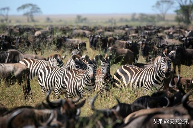 东非动物大迁徙，东非动物大迁徙的路线图（“生命的长征”东非野生动物大迁徙）