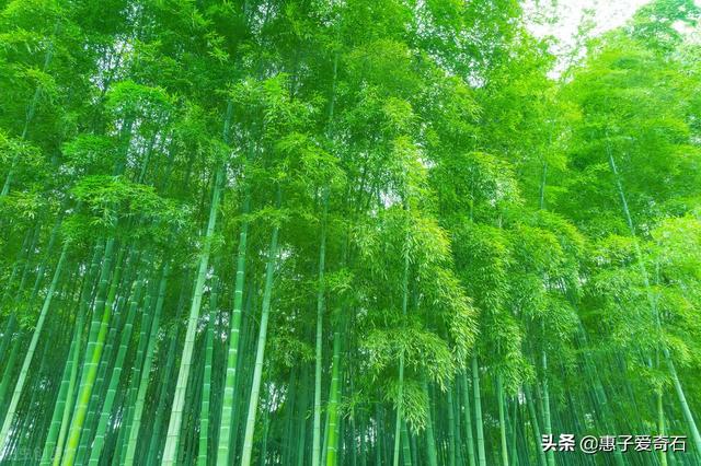 菊花残满地伤下一句是什么，菊花残满地伤的下一句是什么（赞美花中四君子的十二首诗词）