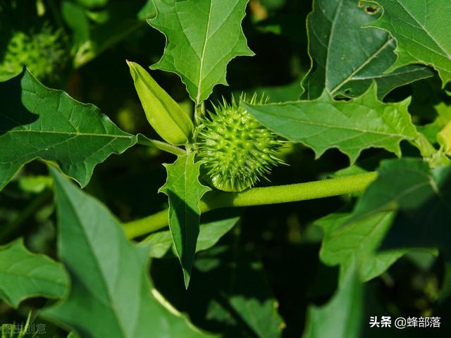 什么是蜜源植物，什么蜜源植物的花期最长（它们都会带来哪些危害）