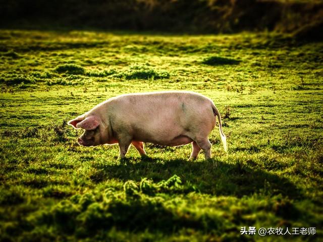 猪的特点有哪些生活习性，猪的行为习性