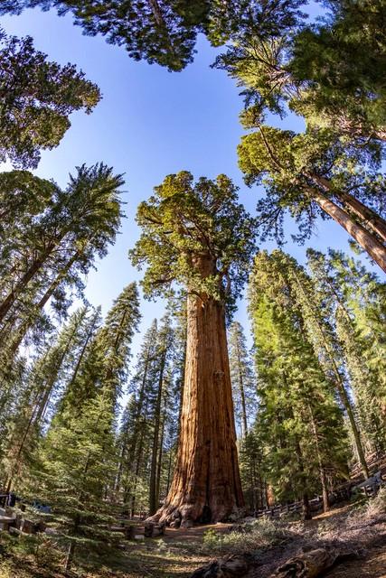 世界上最高的地方，比珠穆朗玛峰还高的山（‖美国加州红杉树‖巨树国家公园）