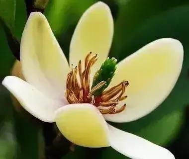 含笑花什么时候开花，分享图片——深山里（含笑花何时开花）