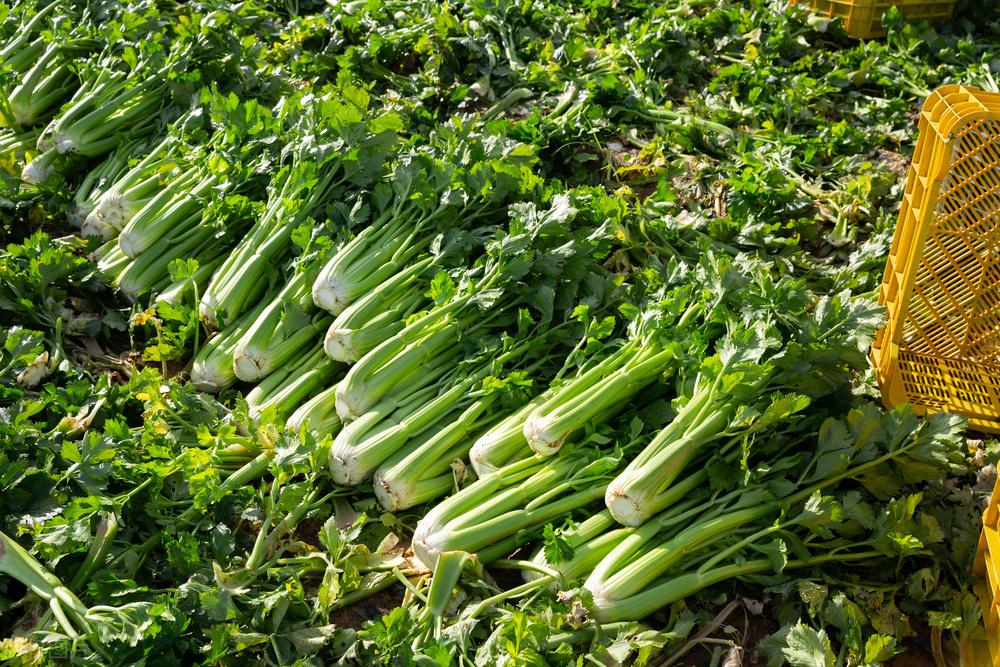 从药,香料到世界性蔬菜