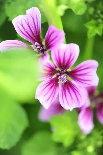 锦葵花寓意，锦葵花花语是什么（小巧精致的锦葵花）