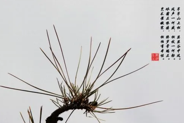 赠从弟原文及翻译其二，赠从弟原文及翻译其三（名列建安七子的刘桢何尝不是自勉）