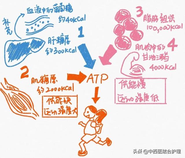 燃脂与有氧耐力哪个更消耗脂肪，无氧运动和有氧运动哪个燃脂更快（“有氧”vs“无氧”）