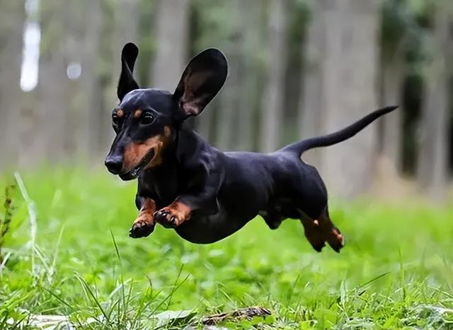 腊肠犬的特点，腊肠犬的种类（看完腊肠犬的优缺点）