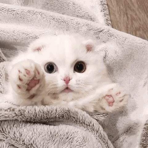 最好看的三种长毛猫，“靠颜值打天下”的几种猫咪