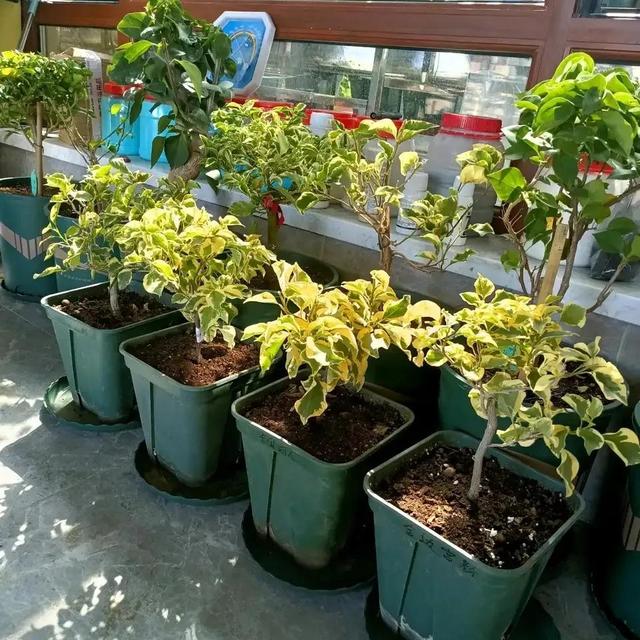 植物消毒杀菌药有哪些，植物消毒杀菌药有哪些品种（过期小药片是“养花宝”）