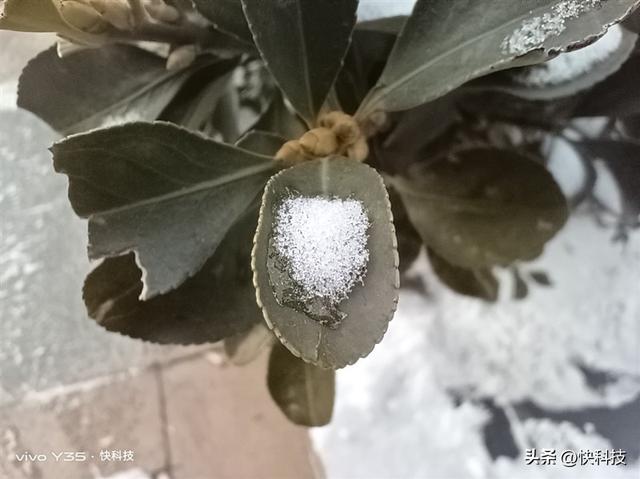 vivoy35是全网通的吗，Y35评测：解锁千元级新体验