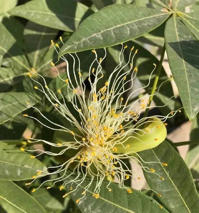 各种花的象征意义，各种花卉及寓意（开花都是好兆头）