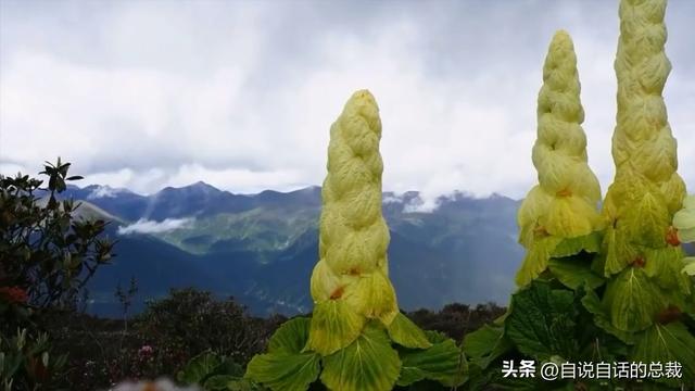 塔黄是什么植物，它被藏民预言为末日神山