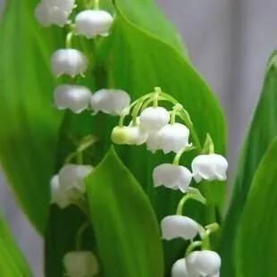 风铃草和铃兰花的区别有哪些，风铃草和风铃花的区别（是一种娇小可爱的观赏花卉）