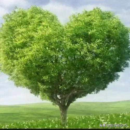 铁树开花的方法，铁树开花的方法有哪些（铁树开花了，也有芬芳的一天）