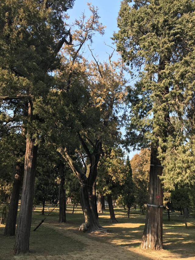 弥高是什么意思，钻之弥坚仰之弥高是什么意思（重游孔庙之—：孔庙的石坊庙门）