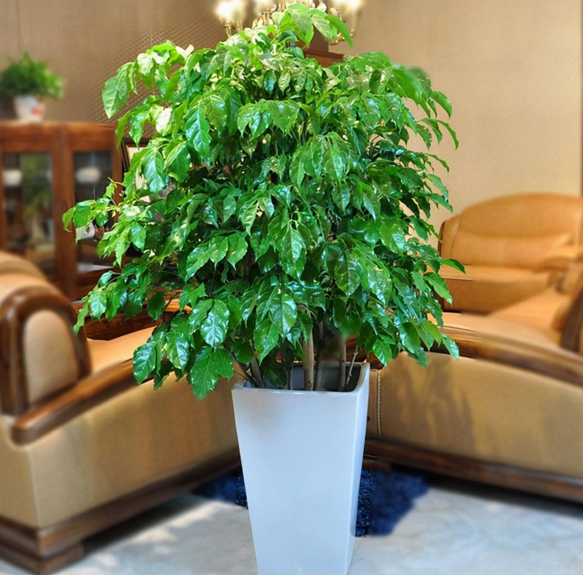 客厅适合摆放的十大植物,客厅十大镇宅植物(还能吸收废气,制氧气)