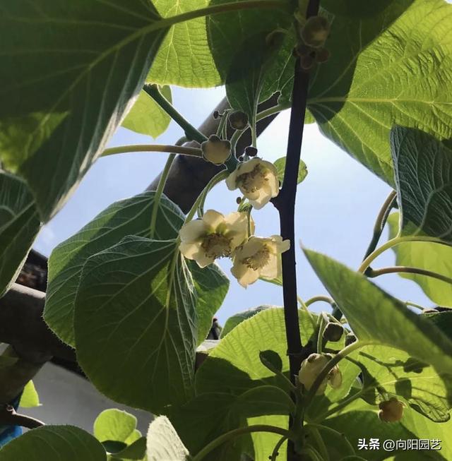 冬天挖树有没有好方法，老家院子种棵猕猴桃