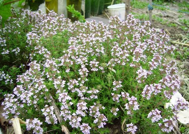 人称“百里香”，百里香香料图片