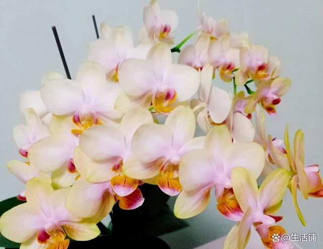 花蔫了怎么救活，花晒蔫了怎么补救合适（3个方面注意方法，轻松养开花）