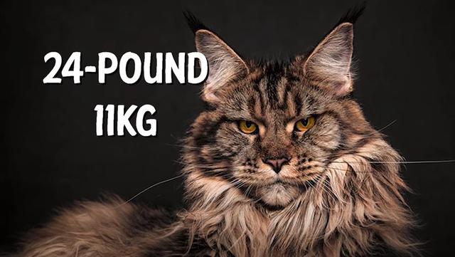 猫的种类图片及名称，猫的种类图片及介绍（猫的种类和性格特点）