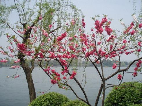 杭州西湖十景最美的景色，最美“西湖十景”图文介绍