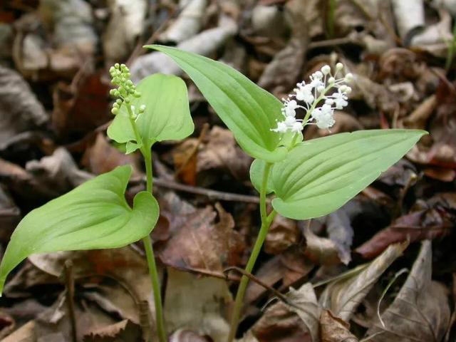鲜花的花语和花的数目的寓意，鲜花数量的寓意（100种迷人的“数字花”）