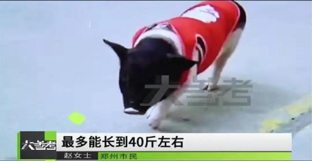 小香猪多少钱一只，成年小香猪多少斤（结果长成100多斤的大肥猪）