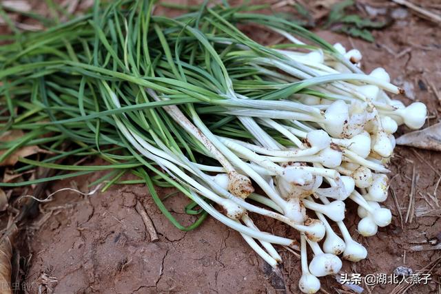 农村100种野菜图片，野菜的种类（常见的野菜图片与名字）