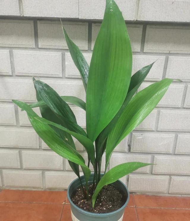 吸甲醛最快最有效的植物，吸甲醛最好的五种植物（5种花是“吸甲醛高手”）