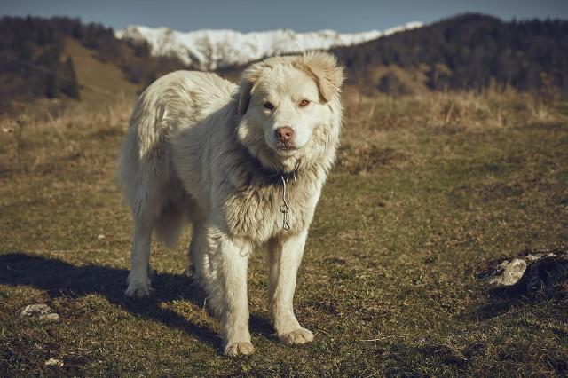 狗与犬的区别在哪，狗和犬的区别（为什么狼群不敢招惹牧羊犬）