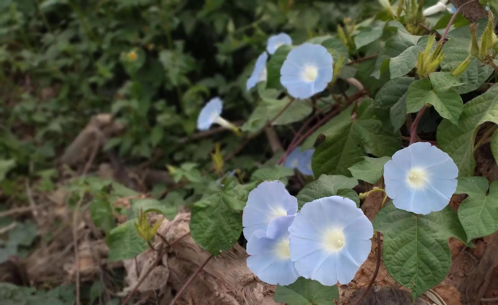 牵牛花图片大全，牵牛花品种大全（与君共赏牵牛花美图大全）