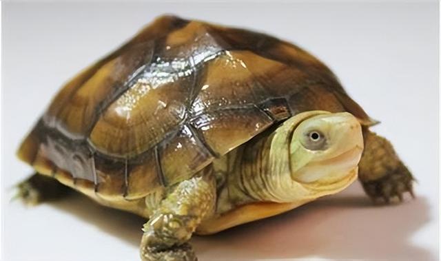 宠物乌龟起什么名字好，浅谈常见宠物乌龟种类-新手饲养篇