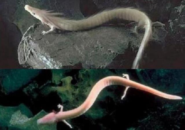 世界上最懒的动物，世界上唯一懒的动物（可7年不吃不喝不运动）