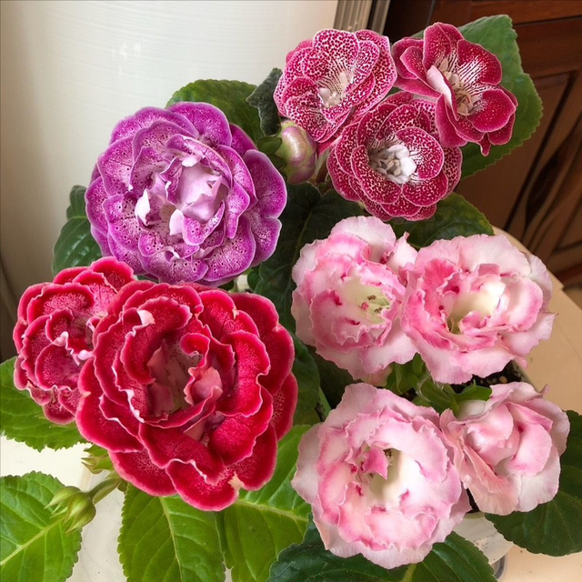 家中养什么花好，室内适合养什么花（9种洋气花）