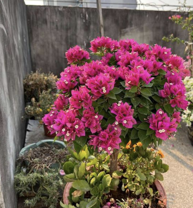 花期长的网红植物，年年是“开花机器”