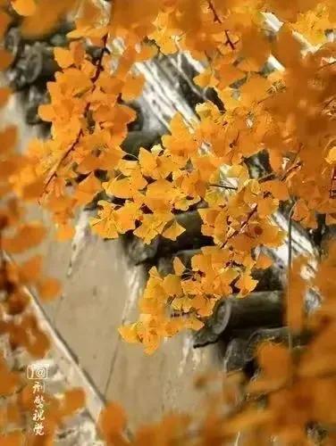 管理的职能主要包括哪些内容，管理的职能主要包括哪些内容和职能（德鲁克《管理的实践》介绍）